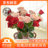 京东鲜花玫瑰花随机2色20枝山东基地新鲜采摘送男女朋友枝长40cm源头直发