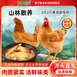 BOZAIJIA波仔家散养黄油老母鸡 4斤共2只 新鲜现杀慢养400天土鸡 源头直发