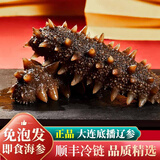 鲜拔头筹海参 即食海参海鲜正宗大连辽参刺参500g一斤开袋即食 即食辽参 一斤3-6头