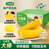 华田禾邦【大棒16根】东北黄糯玉米6.4~8斤 新鲜甜黏玉米粒 早餐苞米 烧烤