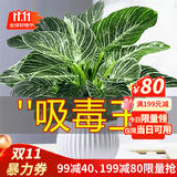 叹为观止18种吊兰任你选金边吊兰各种盆栽花卉客厅垂吊桌面植物净化空气 铂金钻【陶瓷盆】 含盆