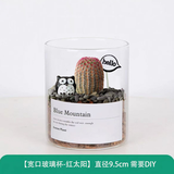 绿荫巷子多肉植物类绿植盆栽肉肉办公室内仙人掌球桌面带盆好养活小盆景 【红太阳】高透玻璃杯土砂+hello猫头鹰
