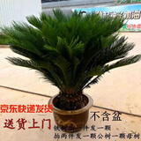 秋芊卉精品铁树大型盆景四季常青公母铁树北方室外地栽盆栽耐寒耐热树苗 球直径16-17cm（树高0.9-1m）1颗