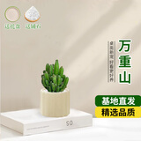 京云梦万重山仙人掌小盆栽绿植办公室内好养多肉植物提拉米苏源头直发