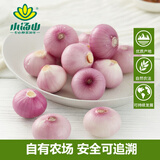 小汤山 迷你洋葱 250g 基地直供新鲜蔬菜安全可追溯