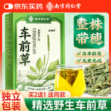 沈家村南京同仁堂车前草中药材野生整株带穗车利尿通淋泡水喝养生茶60g