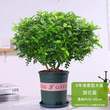 花竹恋杜鹃花四季开花盆栽花卉绿植阳台办公室红掌室内盆栽盆景大型绿植 清香木 含盆栽好发货高度40厘米左右