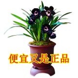 星雨香（XINGYUXIANG）超香 兰花 室内盆栽 花卉绿植 兰草植物兰花苗 黑雪姬 3苗连体