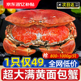 超大面包蟹母帝王蟹鲜活熟冻大螃蟹海蟹新鲜海鲜水产黄金蟹珍宝蟹 800-1000g*2只【超大满黄】