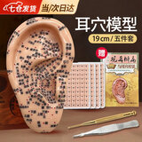 凌云鹤耳穴模型耳朵穴位模型压豆耳针耳穴贴王不留行籽耳豆贴按摩按压 19cm多穴位耳+耳书+耳贴+铜笔+镊子