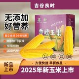 吉谷良时【本店热销】健康轻食东北玉米黄金产区黄糯白糯黑糯玉米段 黄糯8棒*180g以上/棒【透明袋装】