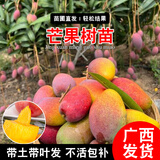君扬广西芒果树苗 青皮芒果嫁接苗台农贵妃澳芒 家庭盆栽金煌桂七凯特 红贵妃芒果苗 两年苗50-60CM高（带土带叶）