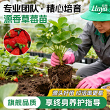 临雅特级草莓新苗盆栽带盆带土发货可结果丹东红颜奶油草莓苗阳台盆栽 【带花带果苗】源香草莓多颗1盆+长条盆