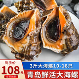 海宏盈【活鲜】 青岛大海螺鲜活 1500g 海鲜贝类生鲜 大规格共13-18只 1500g