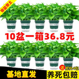 绿有意绿萝盆栽除甲醛室内好养花卉植物绿萝批发办公室新房装修净化空气 120#绿加仑吸水盆10盆+4肥 带盆带土发货