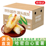 京地达河北哈密冰糖心白蜜薯番薯红薯香甜烤地瓜3斤中果源头直发包邮