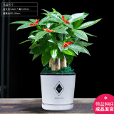 幼薇发财树盆栽树桩招财室内大型绿植开业送礼前台大号金钱树四季常青 三杆发财树+美好一天陶瓷盆 带盆栽好