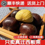 栗小胖新货迁西板栗生新鲜栗子生鲜迁西生栗子大油栗小毛唐山板粟 313品种净重5斤   大果（个头均匀果肉黄）