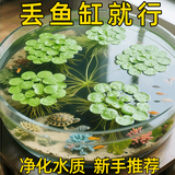 森悠（SARYOR）圆心萍水培植物净化水质室内鱼虾龟缸造景好养活浮萍水草植物花卉 圆心萍5颗-适合小鱼缸