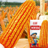 大禹郑单958玉米种子国审产高矮大棒杂交抗旱抗倒官方正品矮杆包谷 国审郑单958玉米种子500g