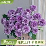 云南鲜花批发品质玫瑰百合水养鲜切花送女友生日礼物源头直发 紫玫瑰-20支（花苞小不定品种） 【任选2件—不收运費】