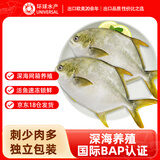 环球水产 南海金鲳鱼净重2斤/2条 生鲜鱼类 深海鱼 海鲜 火锅烧烤家庭聚餐