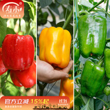 寿禾 辣椒苗各种椒苗寿光菜苗苗子朝天椒树苗带土发货秋冬山东蔬菜苗 红绿黄甜椒各3棵