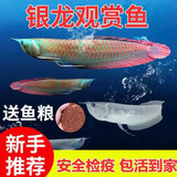 乐淘逸宠银龙鱼活体大中型热带观赏鱼鱼缸宠物淡水风水鱼发财鱼金龙鱼 17-18银龙+七彩龙各1发顺丰
