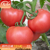 寿禾 蔬菜苗活苗带土发货大全菜苗种苗秋冬各种秧苗山东寿光苗子阳台 [沙瓤]粉冠番茄苗 6棵