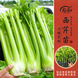 寿禾 各种蔬菜苗活苗带土发货大全菜苗大型苗场秋冬秧苗山东寿光种苗 西芹芹菜苗10棵