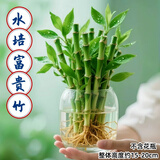 沭之美富贵竹水培客厅绿植招财旺宅花卉植物水养常青竹子文昌竹源头直发