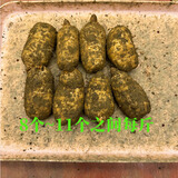 昭通天麻;ZHAOTONG RHIZOMA GASTRODIAE天麻 云南昭通新鲜天麻 小草坝深山老林乌天麻 滋补食材 非 黄金 小果（8-11个每斤） 1斤试吃