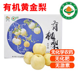 有机黄金梨子 冰糖雪梨脆甜无农残有机水果 小果【5斤】10-12个 有机认证 无农残无激素