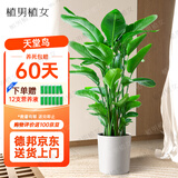 植男植女天堂鸟客厅办公室内好养落地大盆栽真绿植物吸甲醛净空气源头直发