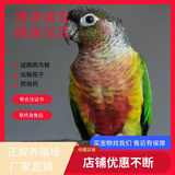 豪蚨虎皮鹦鹉说话小鸟活物观赏鸟宠物牡丹小太阳亲人玄风鹦鹉豪蚨 黄边小太阳1只