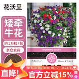花沃里矮牵牛花种子1万粒 花卉种子四季花种家庭盆栽土阳台庭院种植草籽