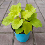 逸棵 矾根花苗 植物花卉绿植花卉多年生四季种易活阳台庭院盆栽  1株栀子黄小苗【叶片颜色随季节随机变化】 1株