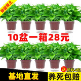 绿有意绿萝盆栽除甲醛室内好养花卉植物绿萝批发办公室新房装修净化空气 110#原盆储水盆10盆装+4肥 带盆带土发货