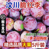 土地母亲计划 正宗汶川脆红李脱骨李子 四川新鲜红脆李中秋送礼 精选净重5斤 大果