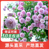 海蒂的花园蓝色阴雨爬藤月季多头抗病多花庭院花卉盆栽苗源头直发