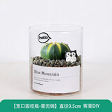 绿荫巷子多肉植物类绿植盆栽肉肉办公室内仙人掌球桌面带盆好养活小盆景 【星兜锦】高透玻璃杯土砂+hello猫头鹰
