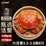 【活蟹】漁家师傅大闸蟹六月黄3.5-3.8两8只去绳足重鲜活螃蟹现货生鲜礼盒 源头直发