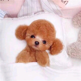 梦茜儿纯种泰迪幼犬活体宠物狗狗茶杯犬灰泰迪小狗狗贵宾犬泰迪狗幼崽 宠物级 家养款 公