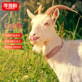 寻滩鲜 宁夏滩羊肉白山羊 30斤 全羊整只  清真 年货礼盒 源头直发包邮