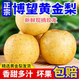 京觅 博望黄金梨 4.5斤9-12枚 当季新鲜水果生鲜冰糖梨子 源头直发