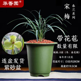 华香园春兰老八种【宋梅】兰花苗浓香型养兰入门室内耐阴绿植花卉 宋梅8苗带盆(绿真紫砂盆)带花苞