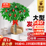 叹为观止 大型盆栽 单杆辫子发财树天堂鸟绿萝散尾葵办公室内开业乔迁礼品 单杆发财树1.7—1.9米【聚宝盆】 含盆