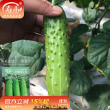 寿禾 旱黄瓜种子强雌籽种各种水果青瓜秋季四季蔬菜寿光种籽  潍丰冰翡翠2号旱黄瓜种子 60粒