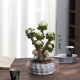 花翁室内客厅多肉绿植物花卉盆栽玉锦金钱木老桩（白莲花盆）源头直发