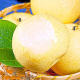 疆域采虹正宗陕西蒲城酥梨 现摘梨子酥脆多汁应季水果新鲜整箱 严选5斤超值装 净重约为4斤+